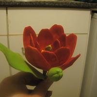 Red yellow tulip