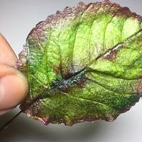 Wafer Paper leaf 