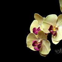phalaenopsis/Moth Orchids