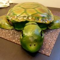 Żółw - turtle