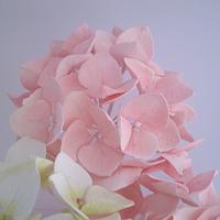 Hydrangea rose and white