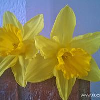 Sugar Daffodils