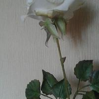 White Icing Rose with Foliage