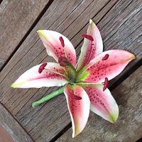 Gumpaste stargazer lily