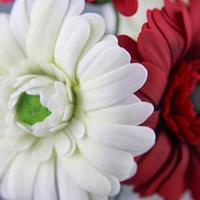 Gerbera Daisies