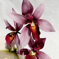 My orchid cattleya