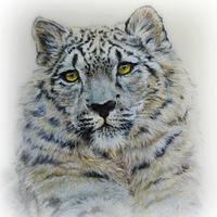 Snow Leopard - Spectacular Pakistan 