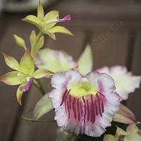 Gumpaste Orchids and Hydrangea Arrangement
