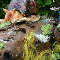 Giant African Land Snail 