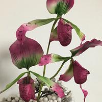 Slipper Orchid 