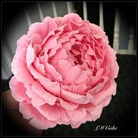 Pink Freeform Peony Roses
