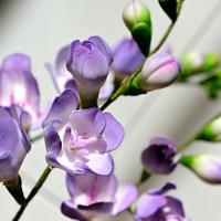 Lilac freesia spray