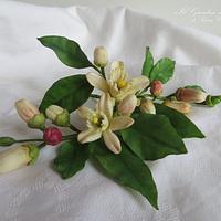 Zagara Flowers, the blossoms of citrus trees