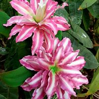 Double Oriental Magic Lily