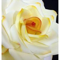 Shades of Yellow Roses Wedding Cake