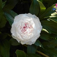 Wafer paper peony in a real garden
