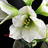 White amaryllis