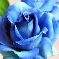  Blue roses