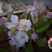 Sugar Apple Blossom flowers 