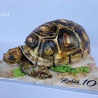 Tortoise birthday cake 