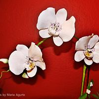 Sugar Phalaenopsis Orchid arragement