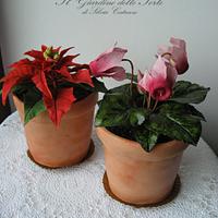 My flower pots