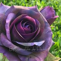 Rosa  Púrpura 