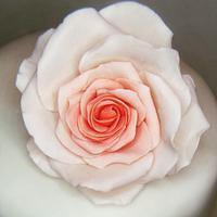 Simple cake with large garden rose 