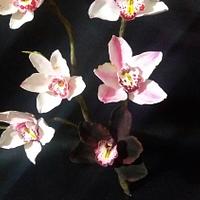 Cimbydium orchids pink and black in gum paste