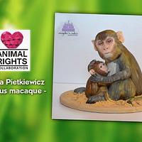Rhesus Macaque - Animal Rights Collaboration