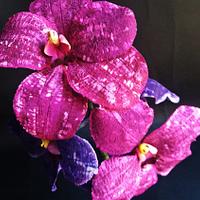 Vanda orchids Vanda orchids