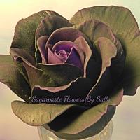 Moody black rose