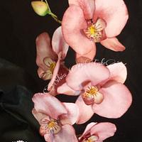 Orchid Orchid