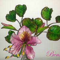Bauhinia-little tropical beauty