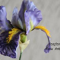 Batik German Iris