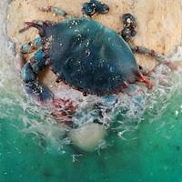 Crab in the ocean