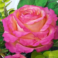 Pink Sugar Rose 