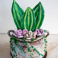 Succulent pot cake 