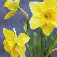 Sugar Daffodils 