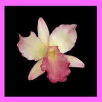 My first Cattleya Orchids 