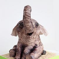 HeLu the baby elephant