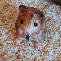 Hamster pet with food