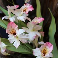 Pretty Pretty Orchids! 