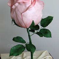 Gulab ( Rose)