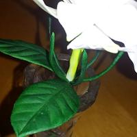 My first Gardenia