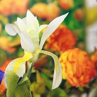 Primavera con Arte - Spring with Art Collaboration  - Van Gogh's Irises