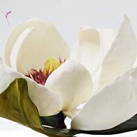 The Edible Garden - Magnolia Grandiflora ❤️