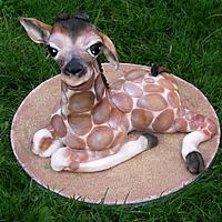 baby giraffe 