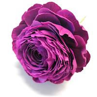 Tomer Purple Ranunculus 