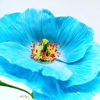 Blue Icelander Poppy 